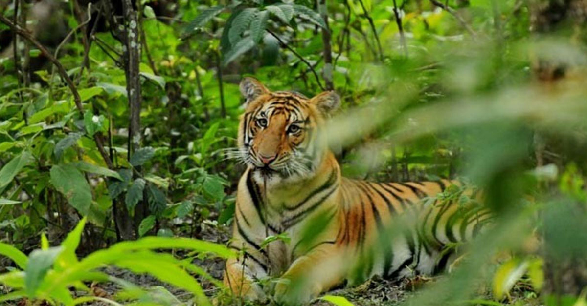 Bardia Wildlife Jungle