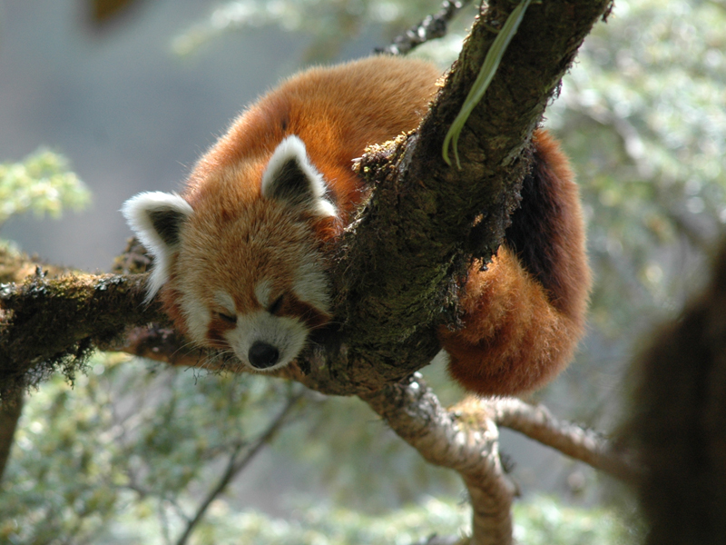 Red Panda Trek